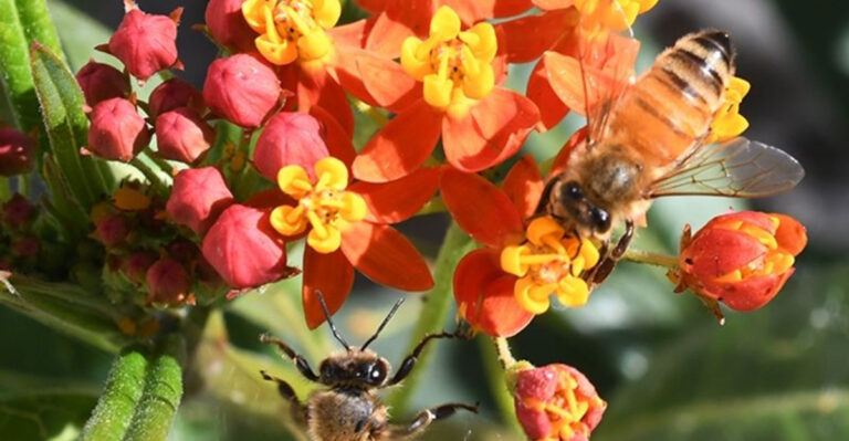 Save the Bees: 15 Pollinator-Friendly Plants Your Garden Needs