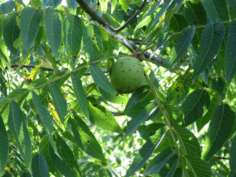 Black Walnut Leaves & Hulls