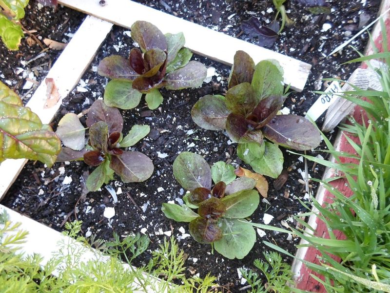 Radicchio – 4 per square (space 6″ apart)