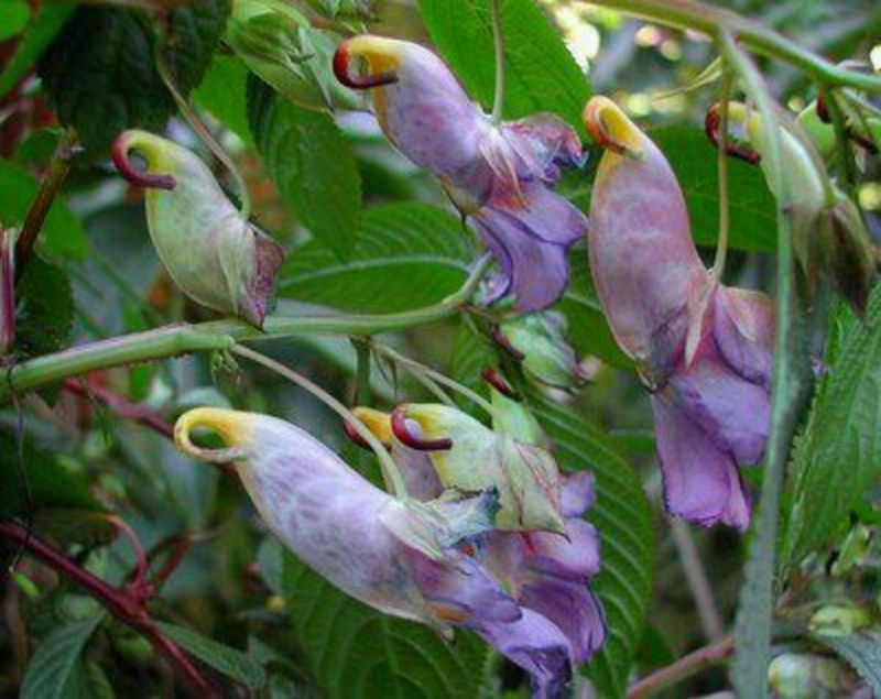 Parrot Flower