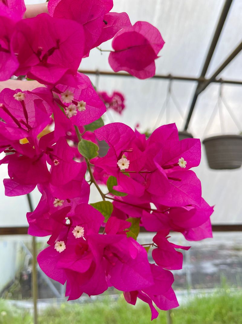 Bougainvillea (in warm climates)