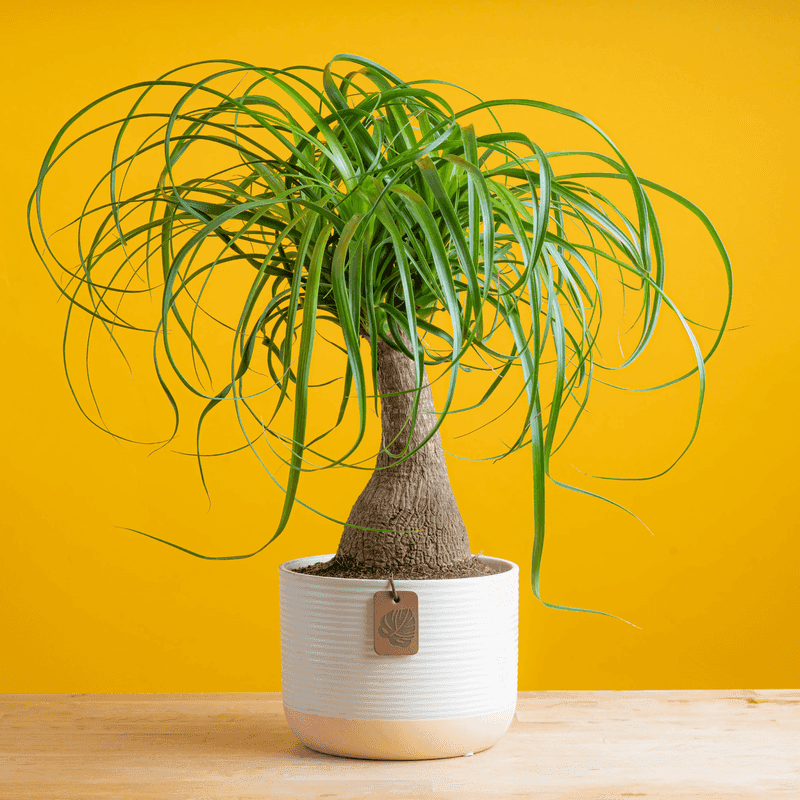 Ponytail Palm (Beaucarnea recurvata)