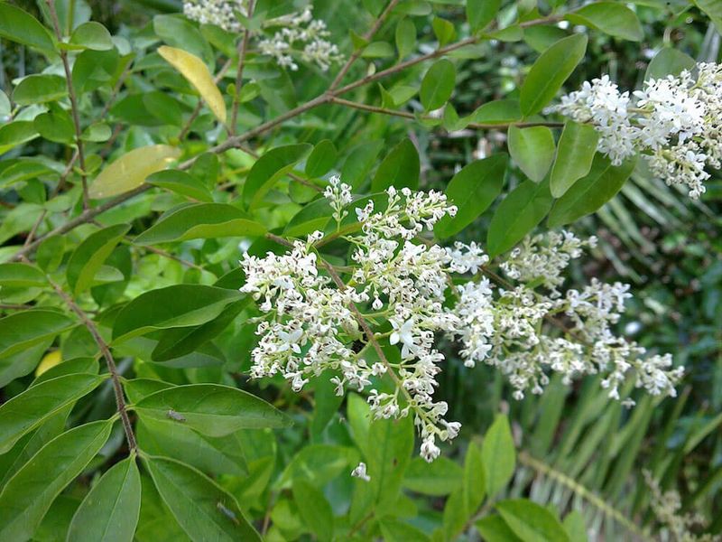 Chinese Privet (Ligustrum sinense)