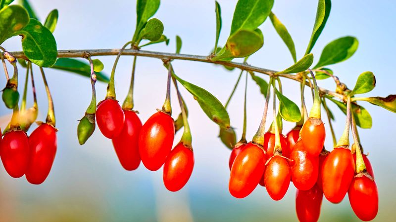 Goji Berries