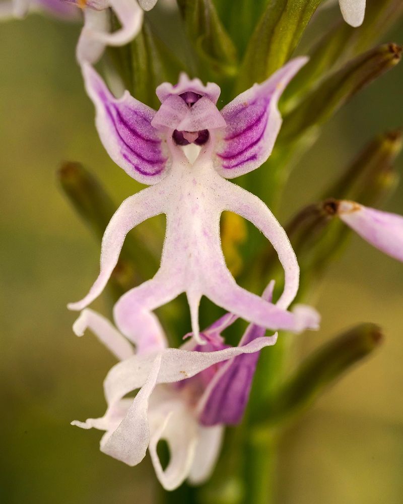 Naked Man Orchid