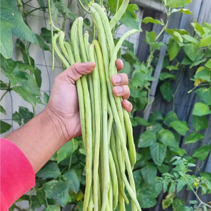 Yardlong Bean