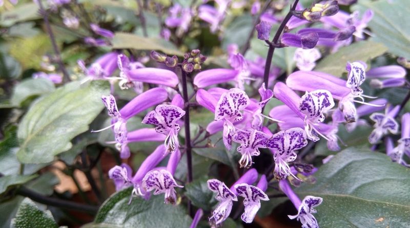 Companion Planting Strategies