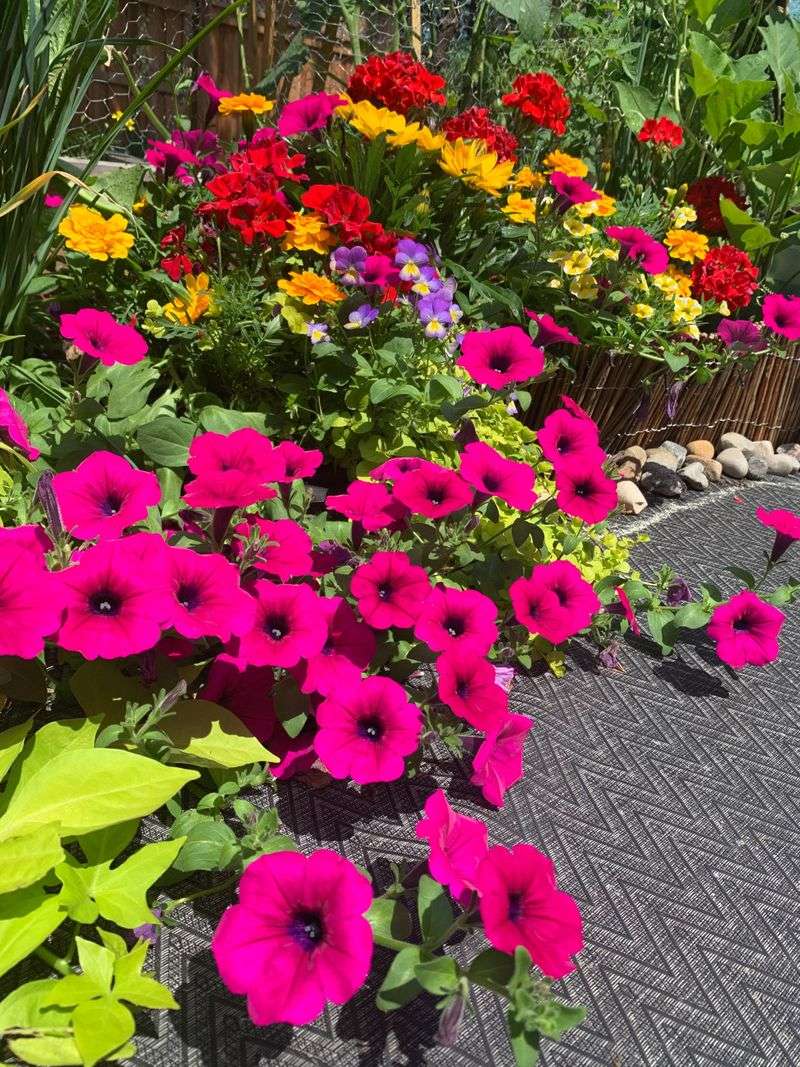 Petunia Color Coordination