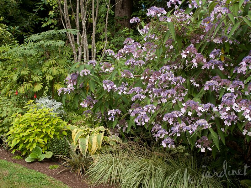 Companion Planting Magic