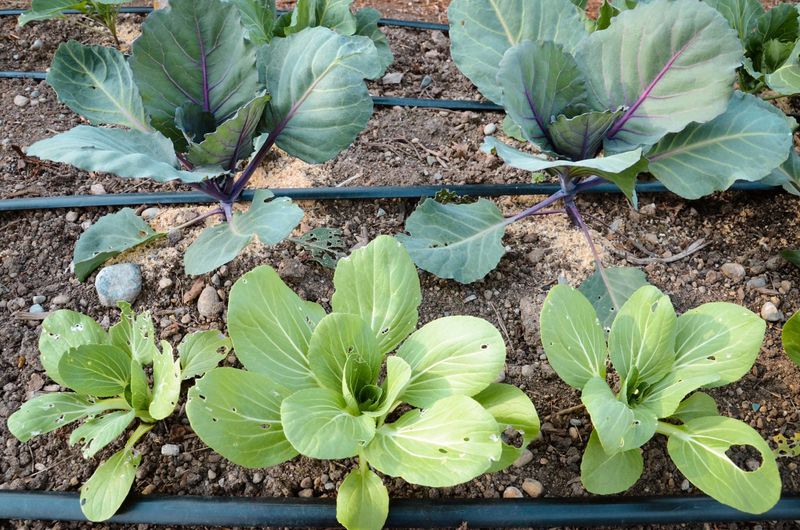 Natural Pest Control