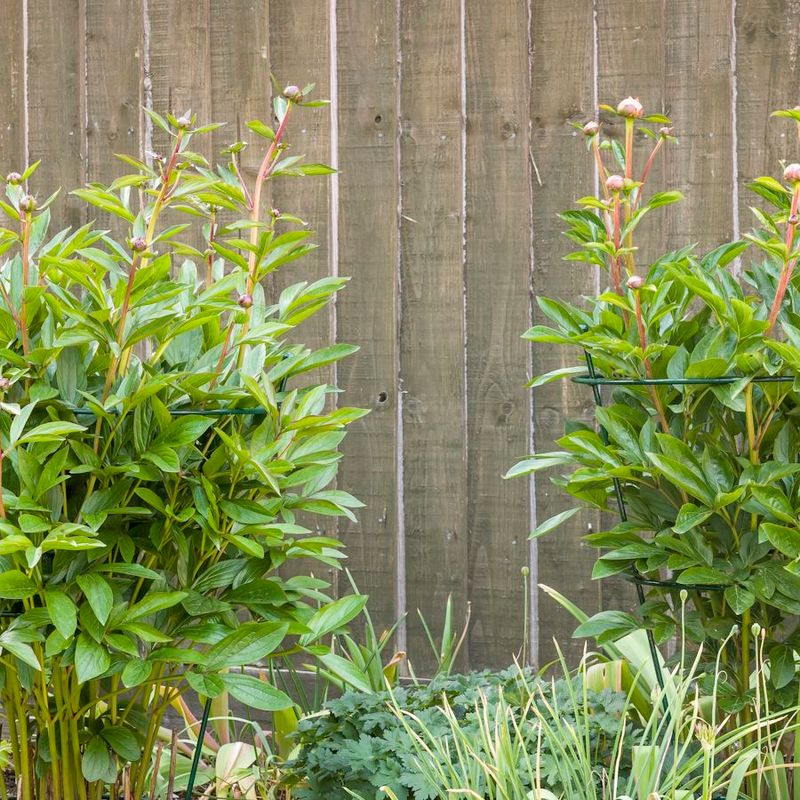 Avoiding Wind Damage