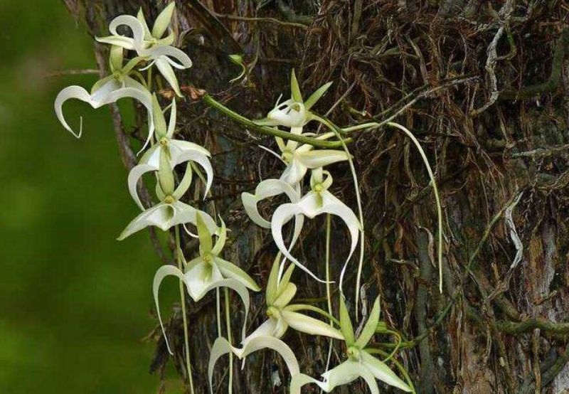 Ghost Orchid