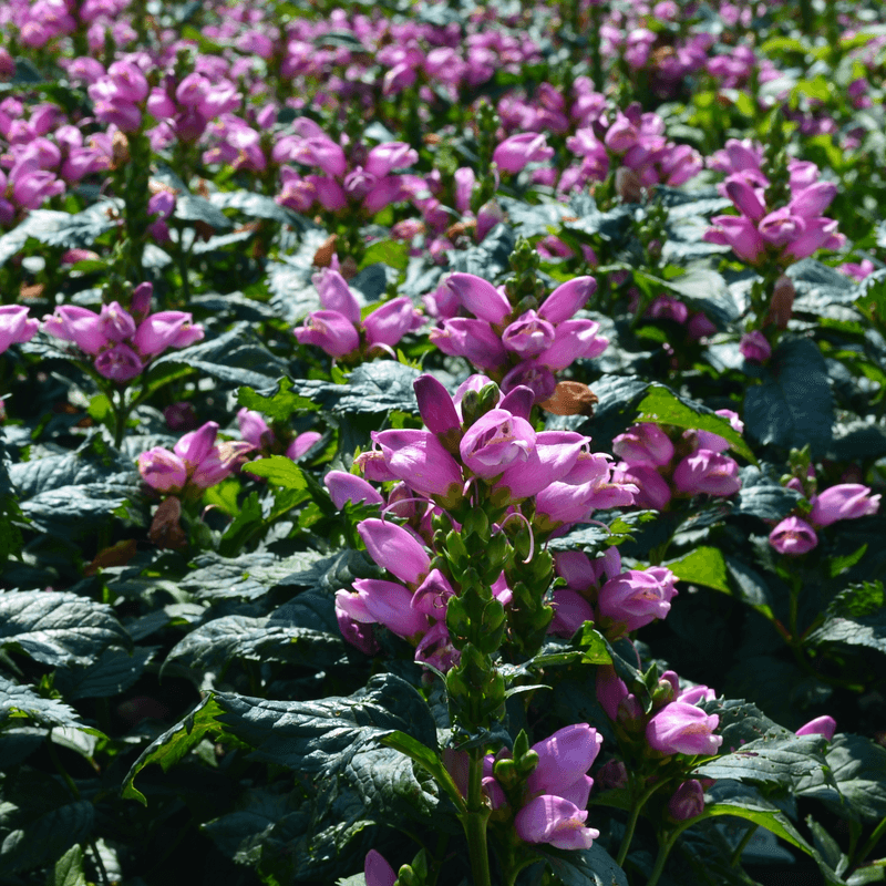 Turtlehead (Chelone lyonii)