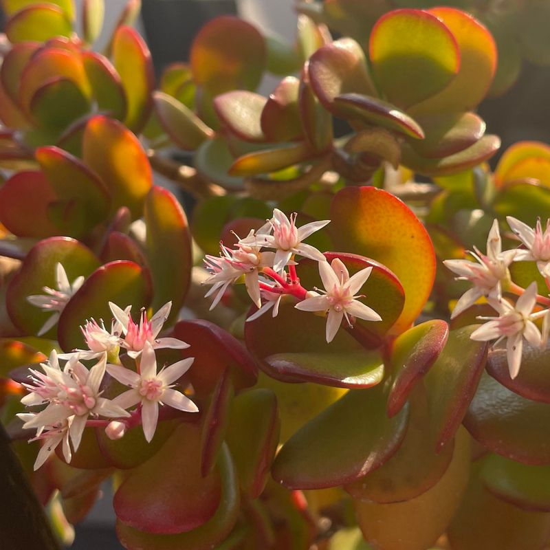 Crassula Ovata
