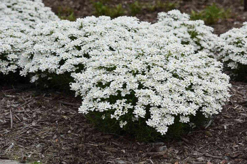 Candytuft (Iberis sempervirens)