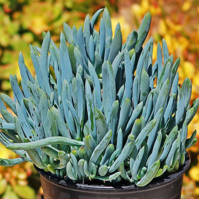 Senecio mandraliscae (Blue Chalk Sticks)