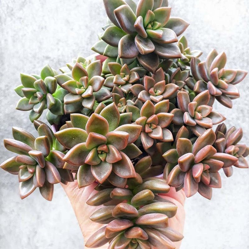 Graptopetalum