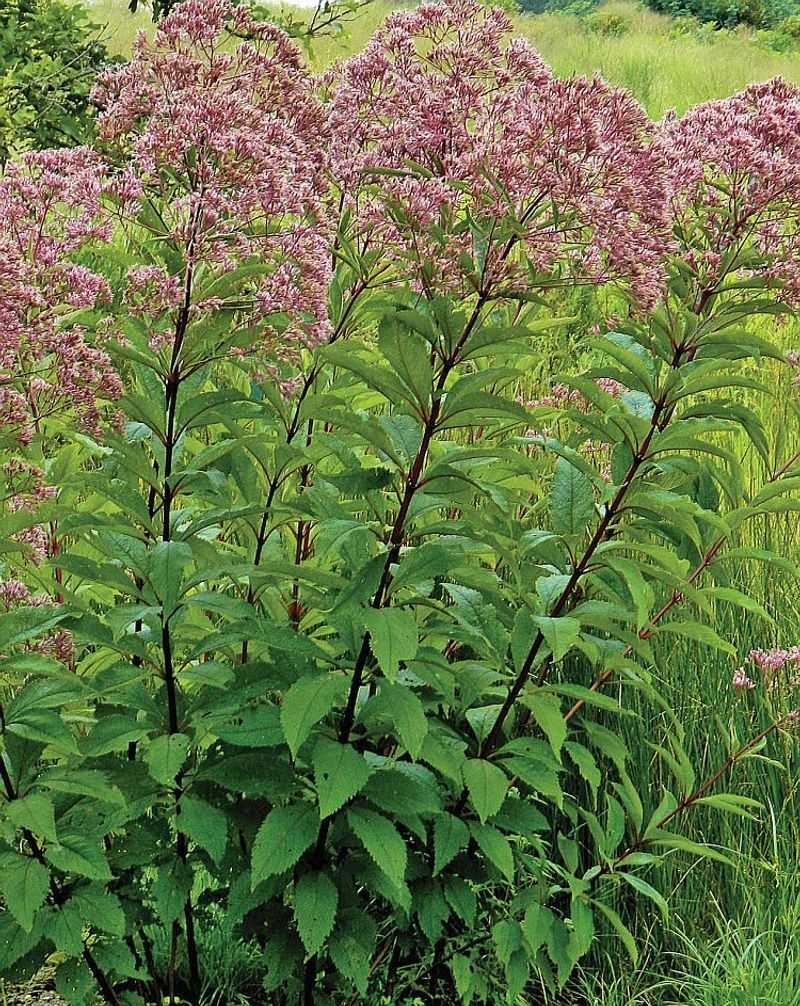 Joe-Pye Weed (Eutrochium)
