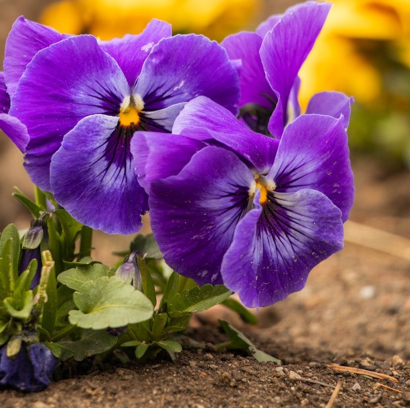 Proper Watering Techniques
