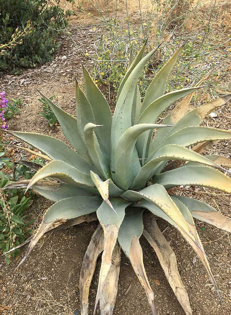 Agave