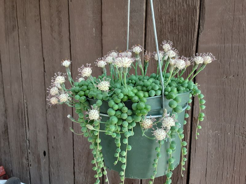 Senecio Rowleyanus