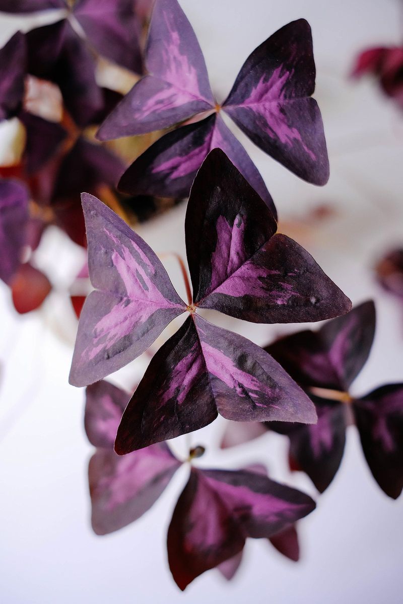 Oxalis Triangularis (False Shamrock)