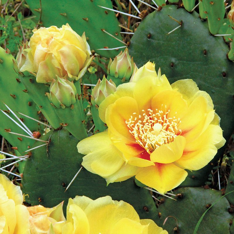 Opuntia (Prickly Pear Cactus)