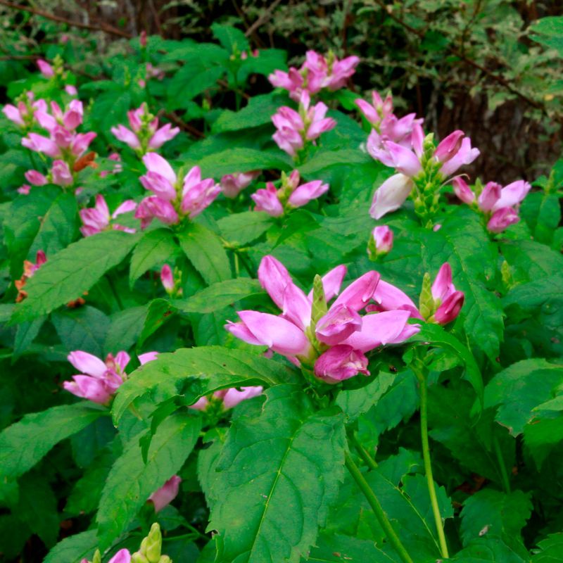 Turtlehead (Chelone obliqua)