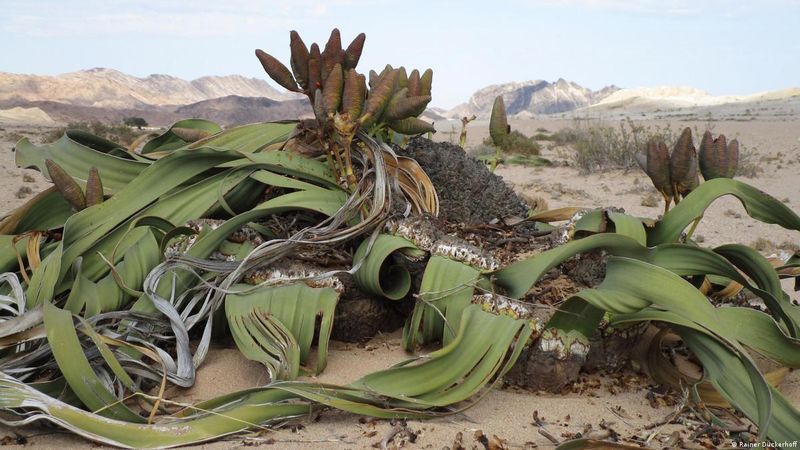 Welwitschia