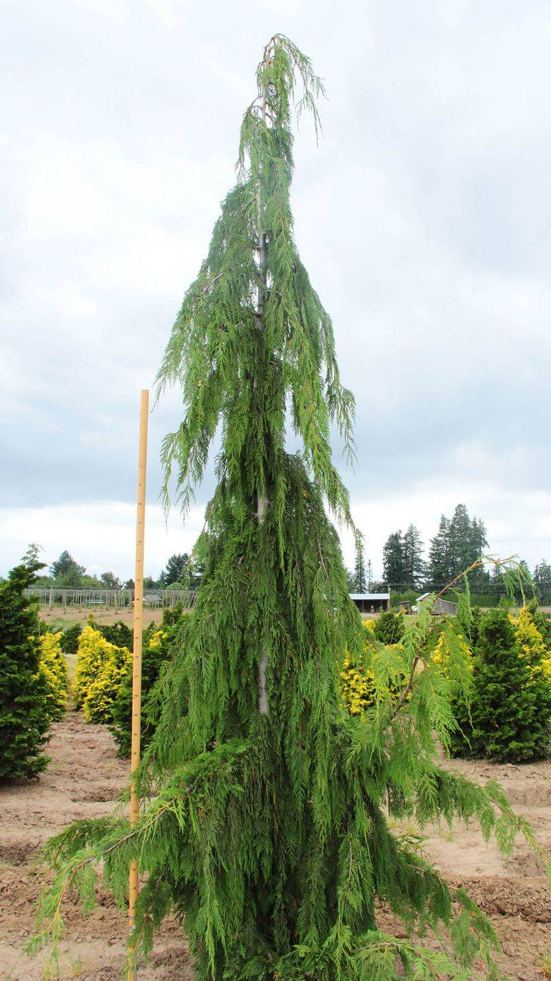 Weeping Alaskan Cedar