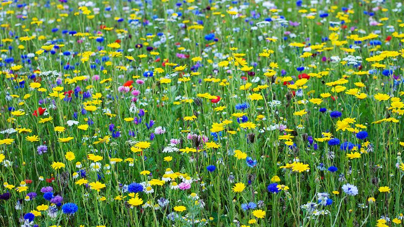 Wildflower Meadows