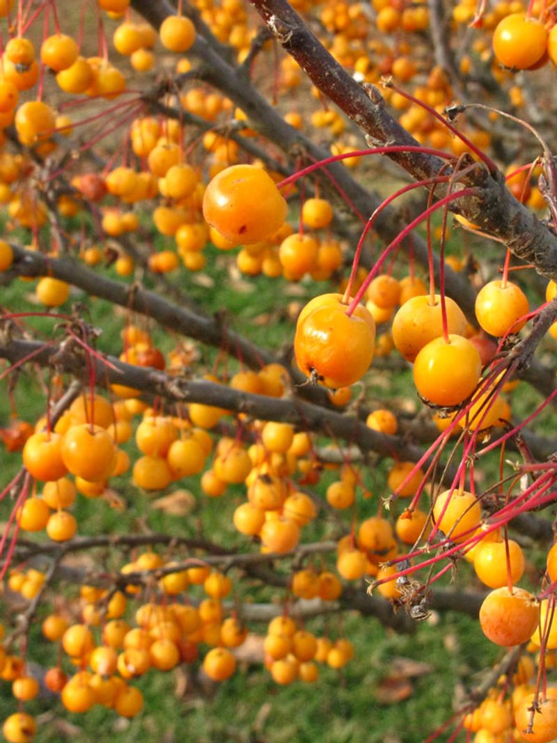 Crabapple