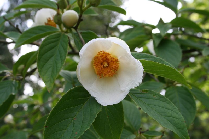 Stewartia
