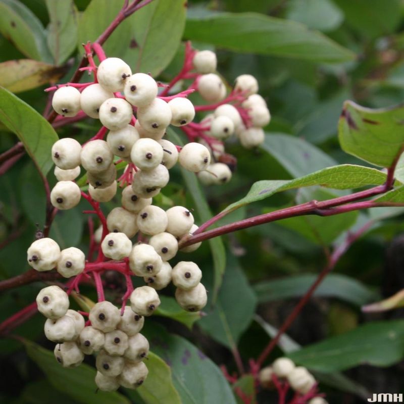 Red Osier Dogwood (Cornus sericea)