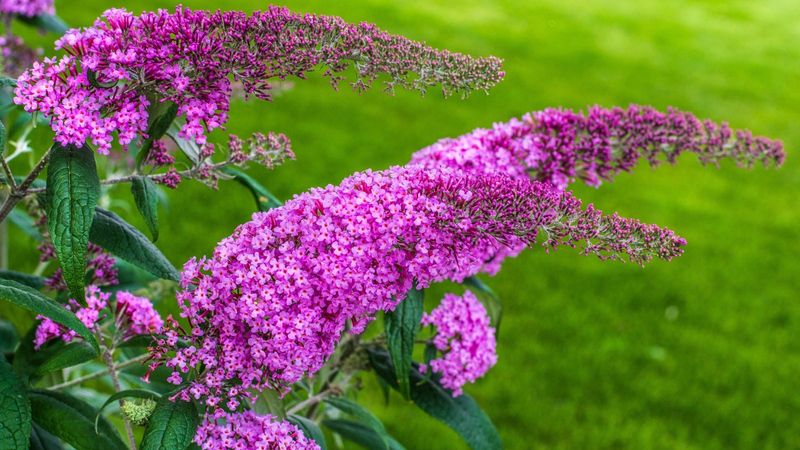 Butterfly Bush (Buddleja davidii)