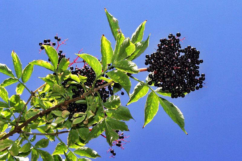Elderberry (Sambucus spp.)