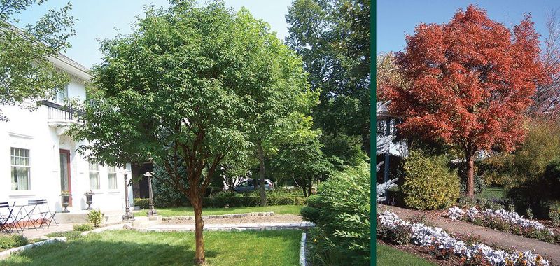 Paperbark Maple (Acer griseum)