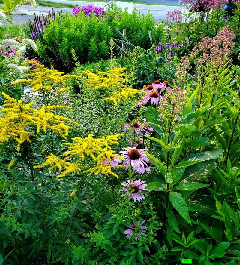 Cultivate Native Plants