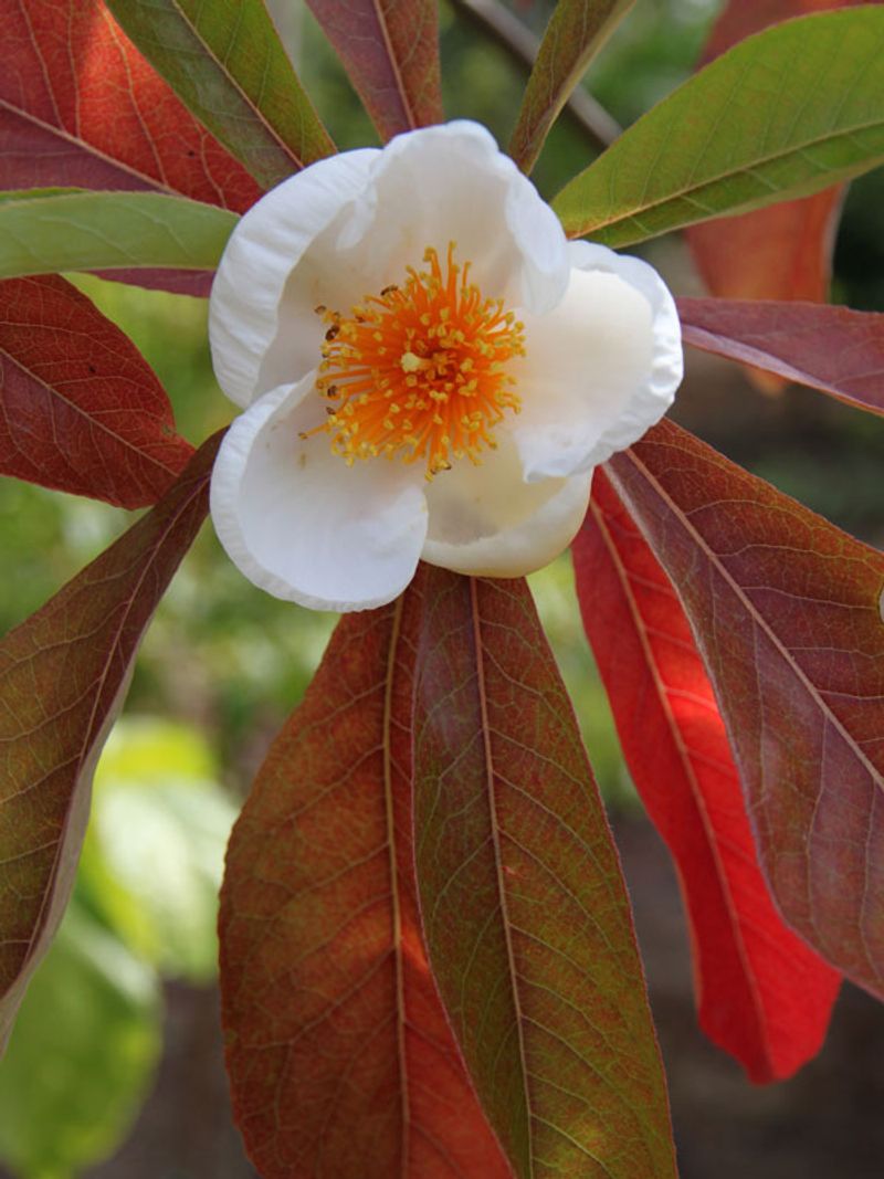 Franklin Tree (Franklinia alatamaha)