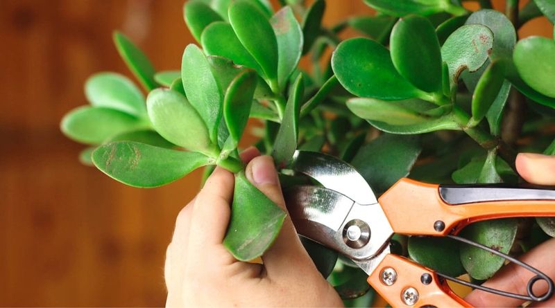 Controlling Plant Size