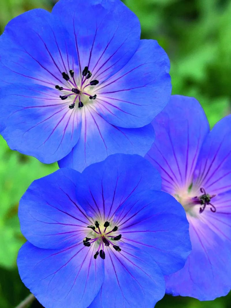Geranium Rozanne