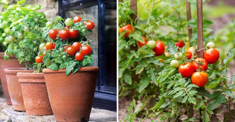 Should You Grow Tomatoes in Pots or the Ground? Gardeners All Say the Same Thing