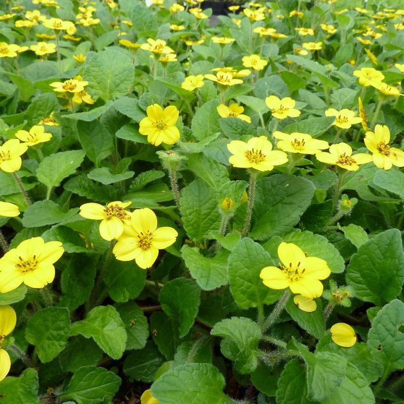 Goldenstar (Chrysogonum virginianum)