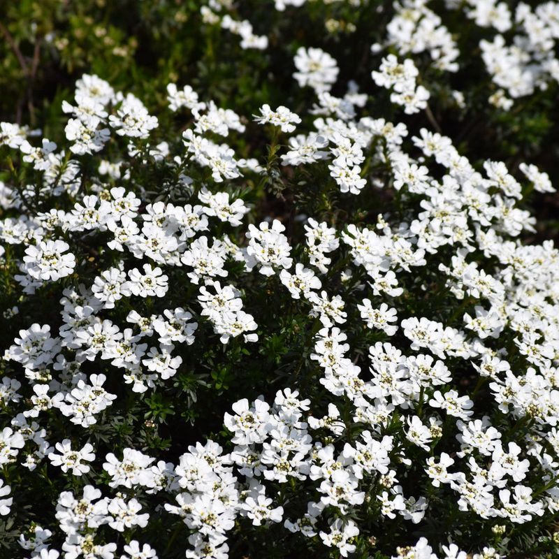 Candytuft