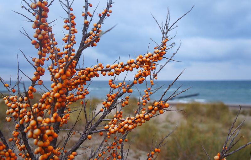 Sea Buckthorn