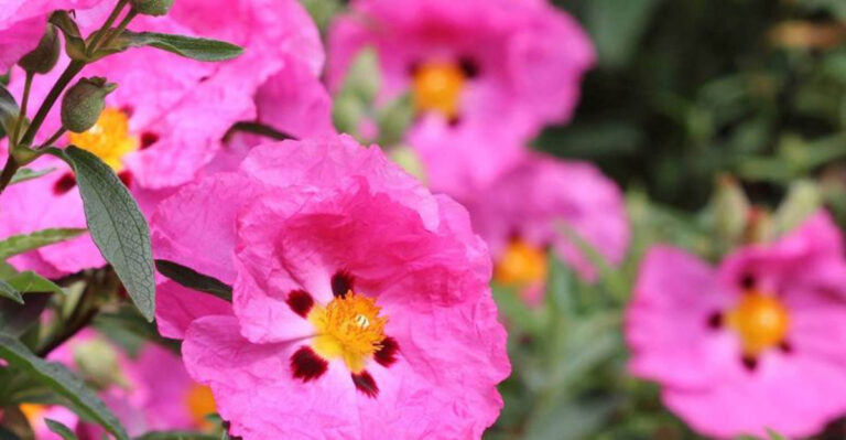 Sick of Daily Watering? 20 Plants That Make Gardening Effortless
