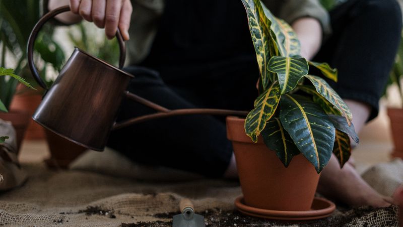 Long-term Care and Maintenance