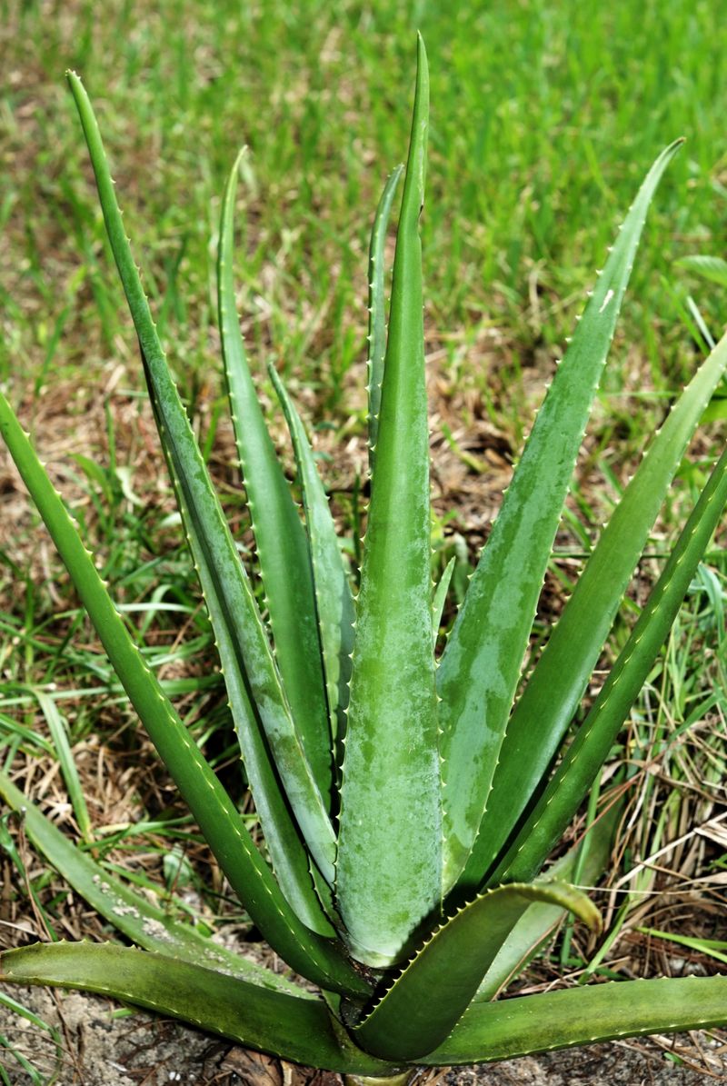 Aloe Vera