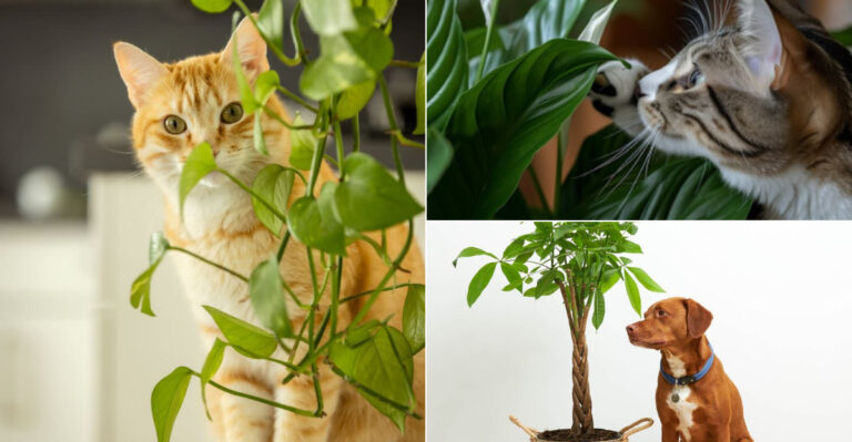 Skip These 4 ‘Pet-Safe’ Plants (They’re Not)—Here’s 10 That Are Truly Non-Toxic