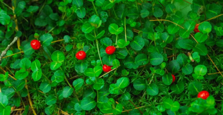 Skip the Ajuga: 8 Native Groundcovers That Are Just as Gorgeous (and Way Better for the Environment)